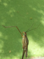Limnometra