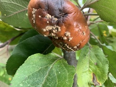 Monilinia fructigena