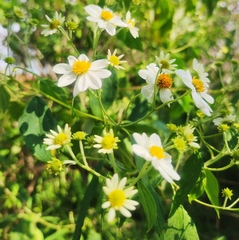 Montanoa leucantha