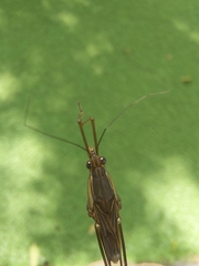 Limnometra