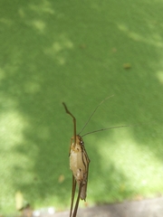 Limnometra