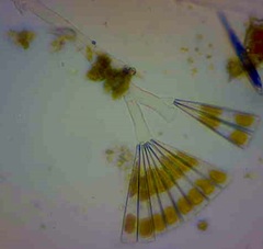 Licmophora flabellata