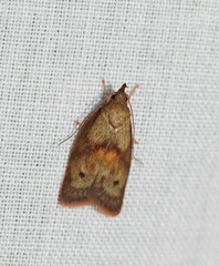 Enchocrates glaucopis