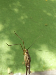 Limnometra