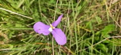 Patersonia juncea