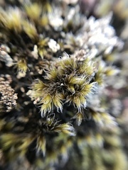 Grimmiaceae