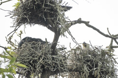 Microcarbo melanoleucos brevirostris