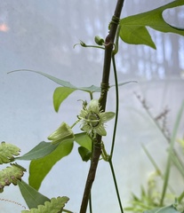Passiflora suberosa
