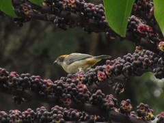 Stilpnia vitriolina