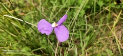 Patersonia juncea