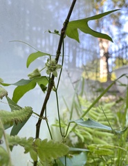 Passiflora suberosa