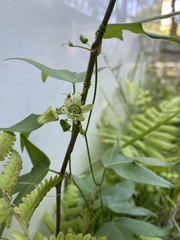 Passiflora suberosa