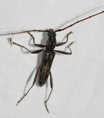 Aesiotyche favosa