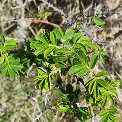 Rosa rubiginosa