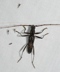 Aesiotyche favosa