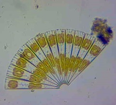 Licmophora flabellata
