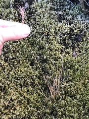 Festuca vivipara