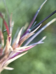 Festuca vivipara