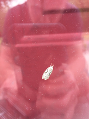 Semioscopis packardella
