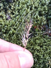 Festuca vivipara