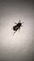 Nicrophorus orbicollis