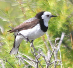 Epthianura albifrons
