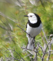 Epthianura albifrons