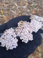 Achillea asiatica
