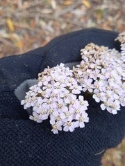 Achillea asiatica