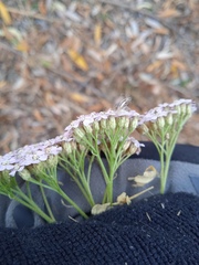 Achillea asiatica