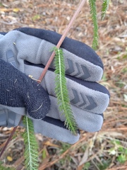 Achillea asiatica