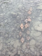 Rhinoptera steindachneri