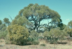 Acacia loderi