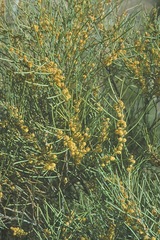 Acacia loderi