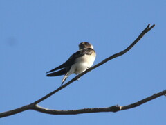 Petrochelidon nigricans