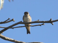 Petrochelidon nigricans