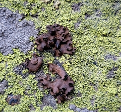 Umbilicaria polyphylla