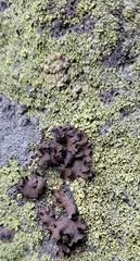 Umbilicaria polyphylla