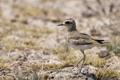 Charadrius asiaticus