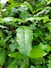 Acanthus ilicifolius