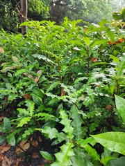 Acanthus ilicifolius
