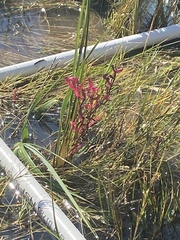 Salicornia