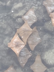 Rhinoptera steindachneri