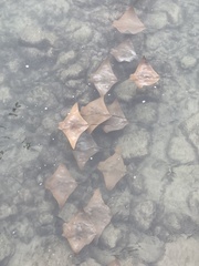 Rhinoptera steindachneri