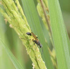 Sceliphron madraspatanum