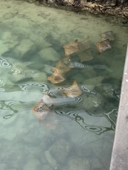 Rhinoptera steindachneri