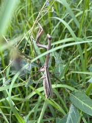 Tenodera angustipennis