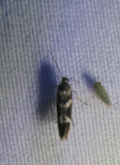 Scythris trivinctella