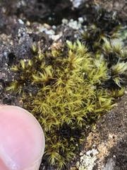 Racomitrium heterostichum