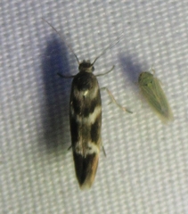 Scythris trivinctella